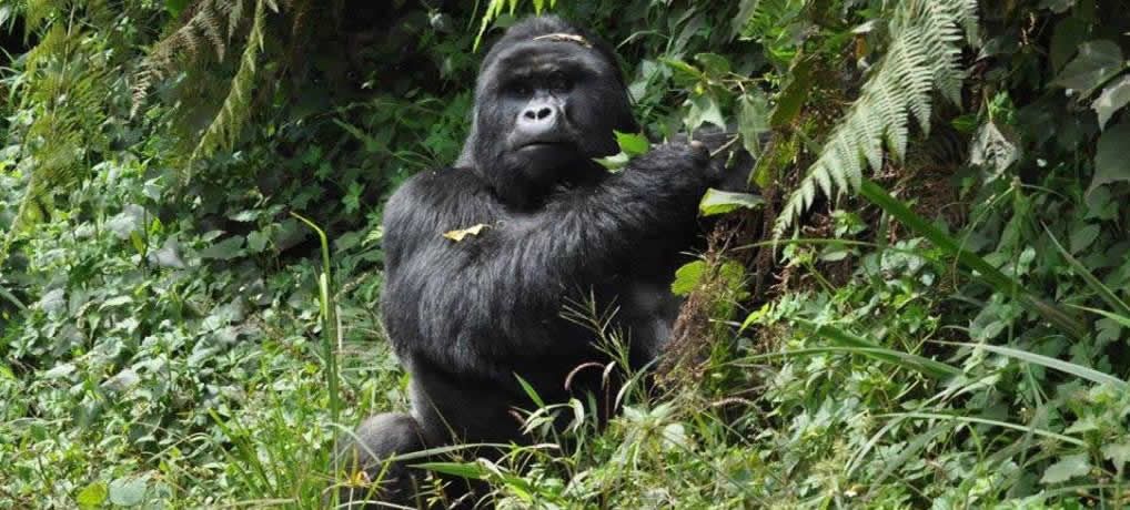 Mountain Gorilla bwindi Forest Uganda
