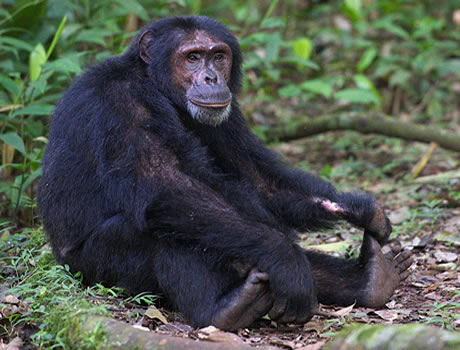 Kibale Forest National Park